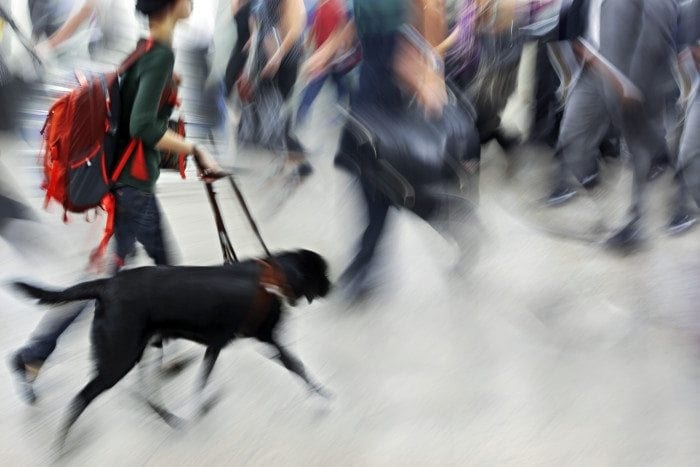 Guide dog is helping blind people in motion blur.