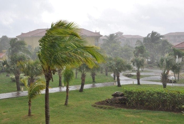 Image showing several tall palm trees blowing in the winds of a hurricane. Several tall palm trees blowing in the winds of a hurricane.