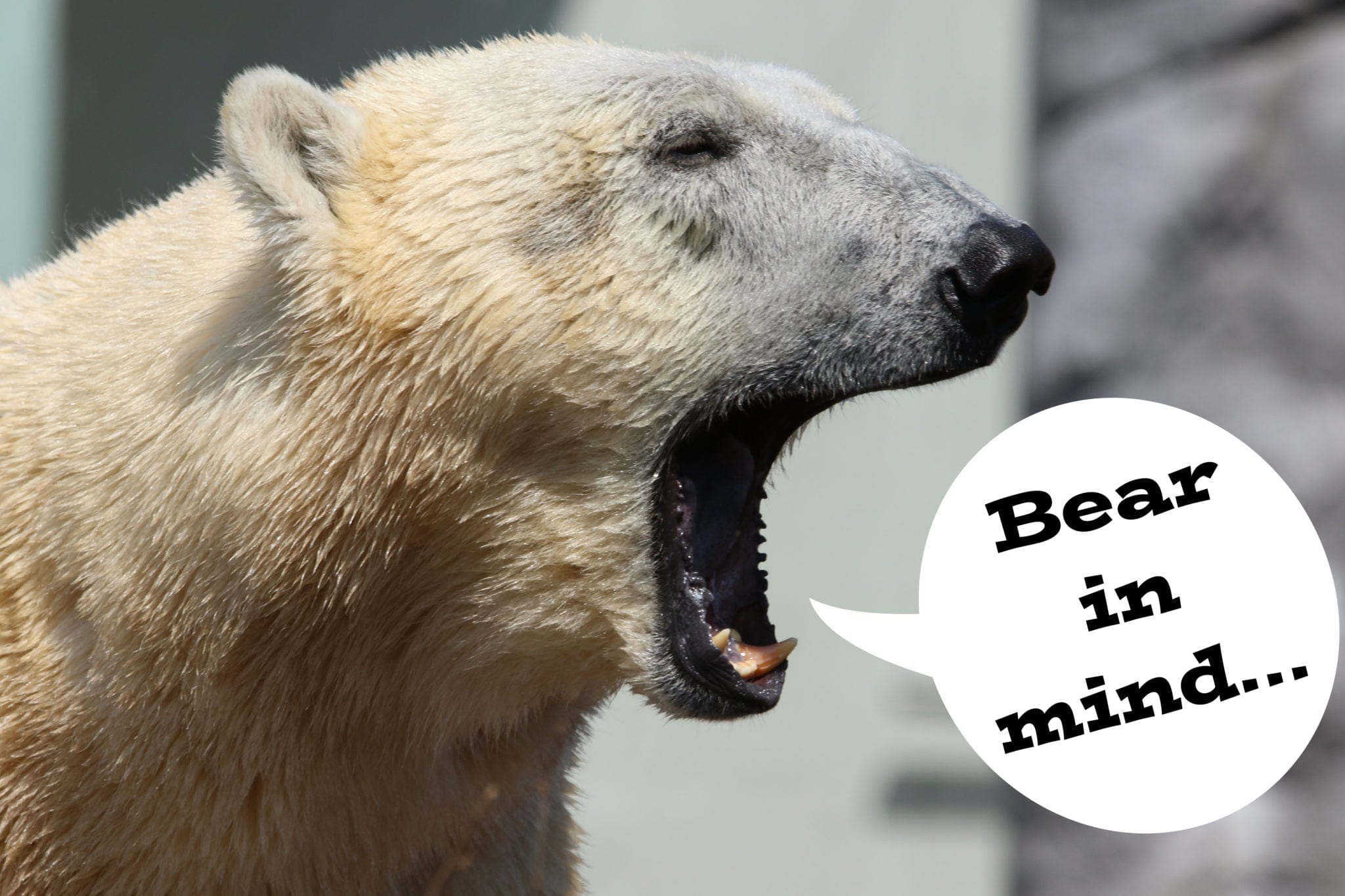 Polar bear saying, "Bear in mind..."