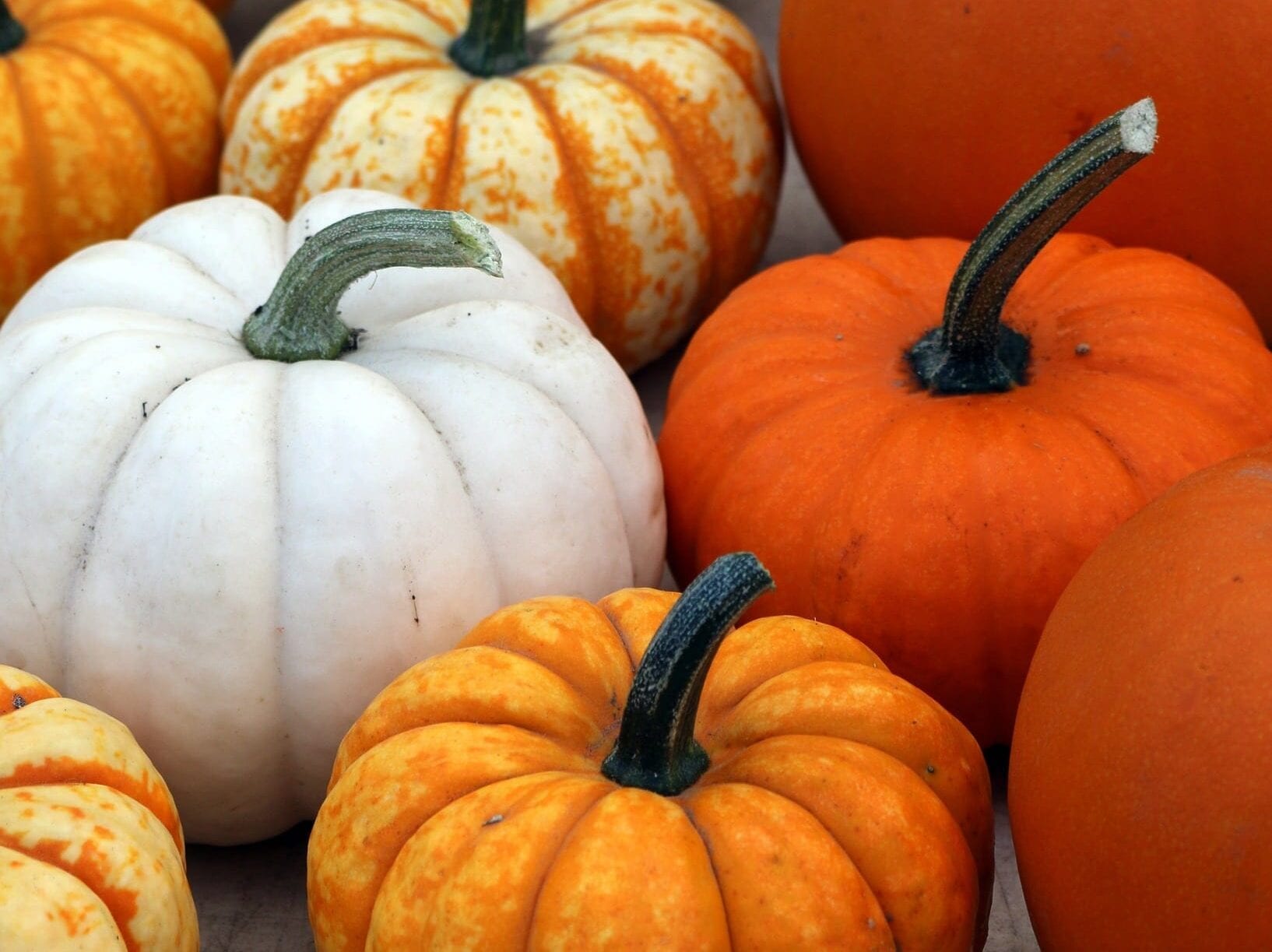 Several pumpkins Several pumpkins